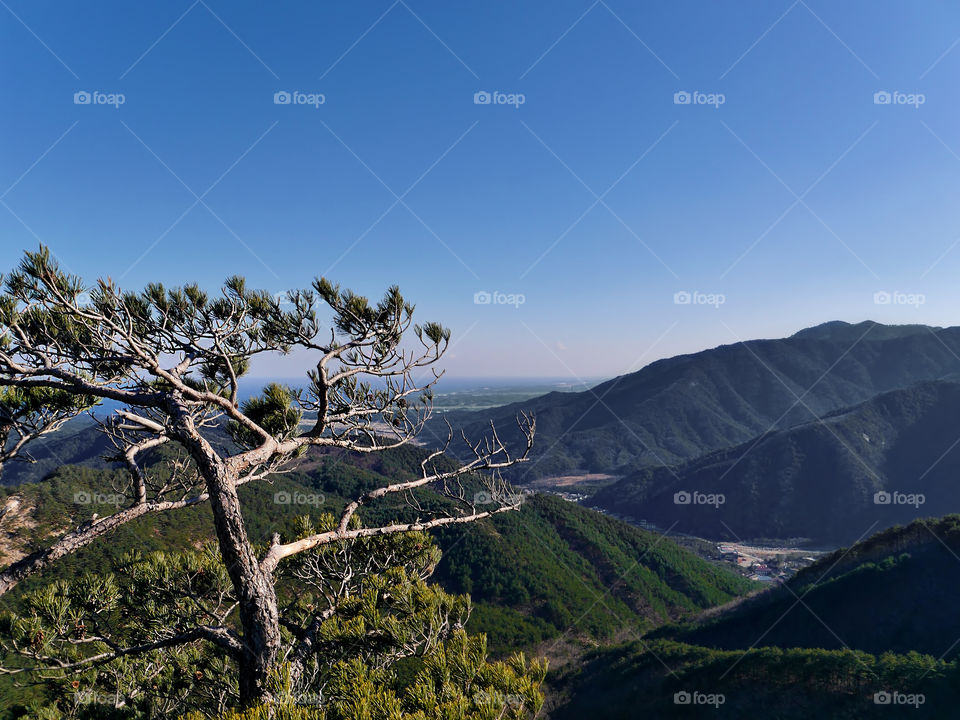 Pine tree and beautiful mountains Seoraksan