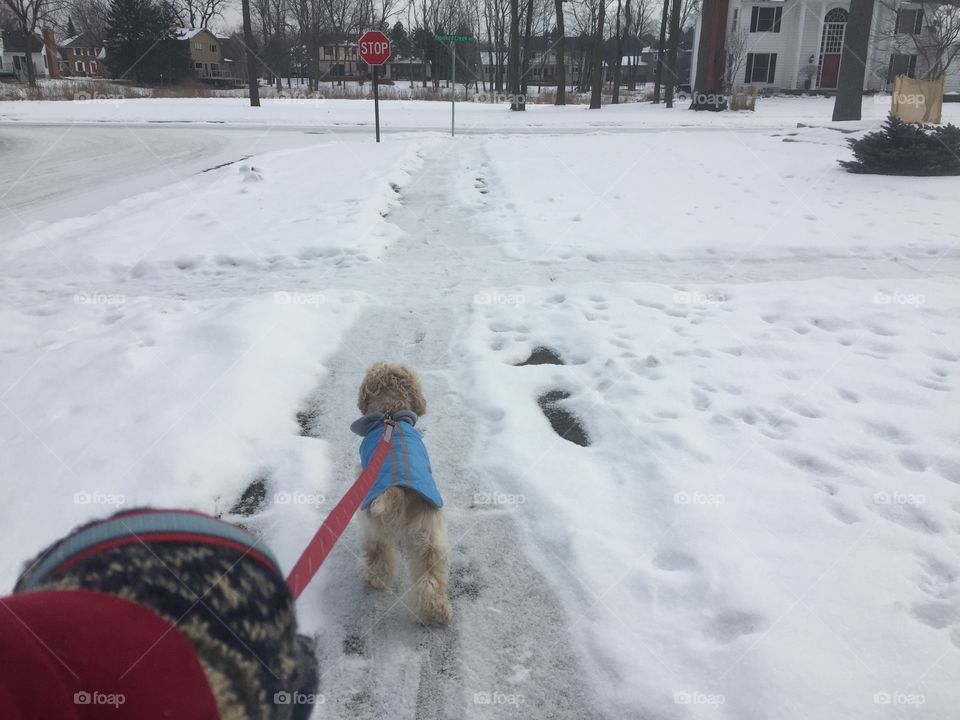 Winter walk