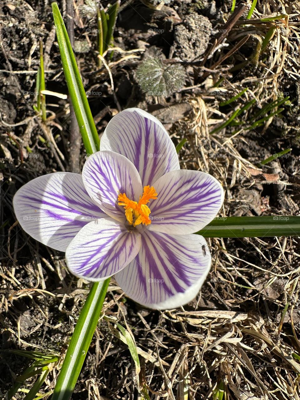 Close up of the first single white with lilac purple blooming crocus flower against the old dry last year grass and fallen leaves 