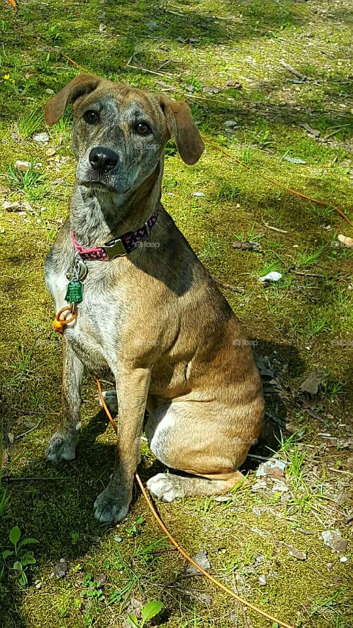 Can we go hunting now? Mountain Cur