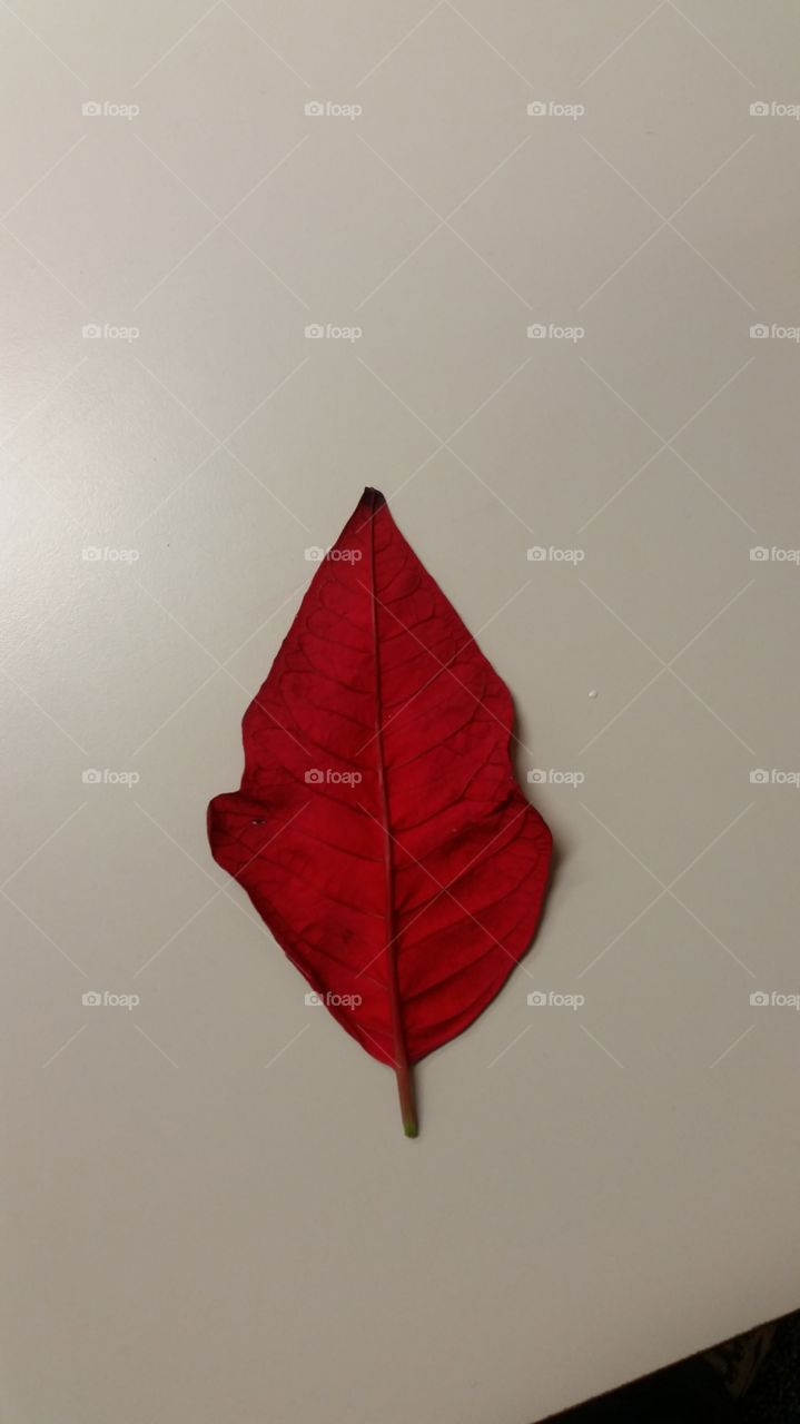 dark red leaf.