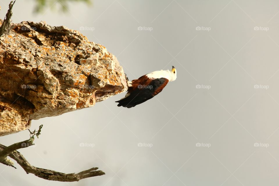 Bird, No Person, Wildlife, Nature, One