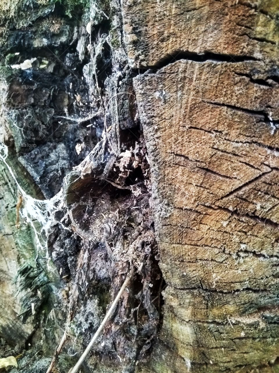 macro. barc of tree. walk in the woods. spider. web. textura.