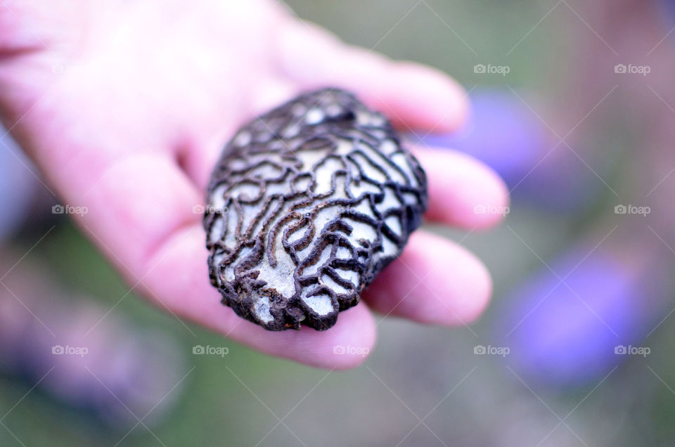 stone old coral trilobit by rauknrolla