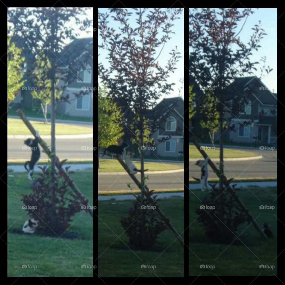 kitty fail. kittens fall