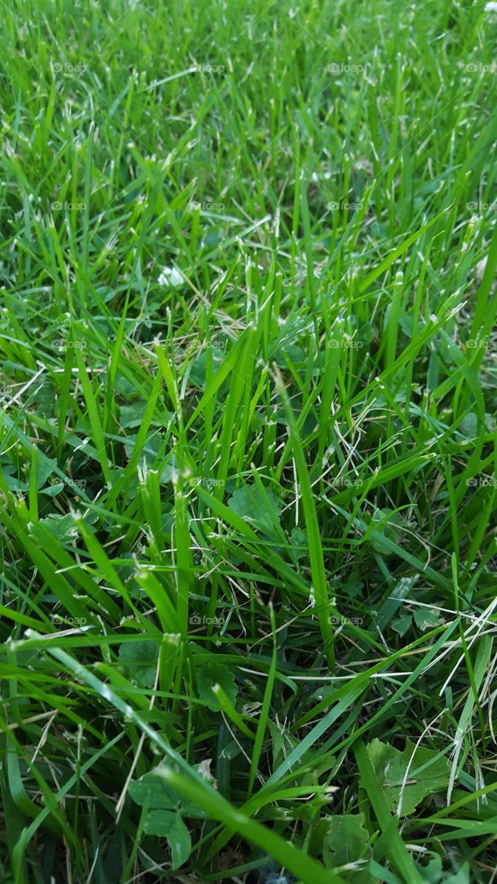 grass texture