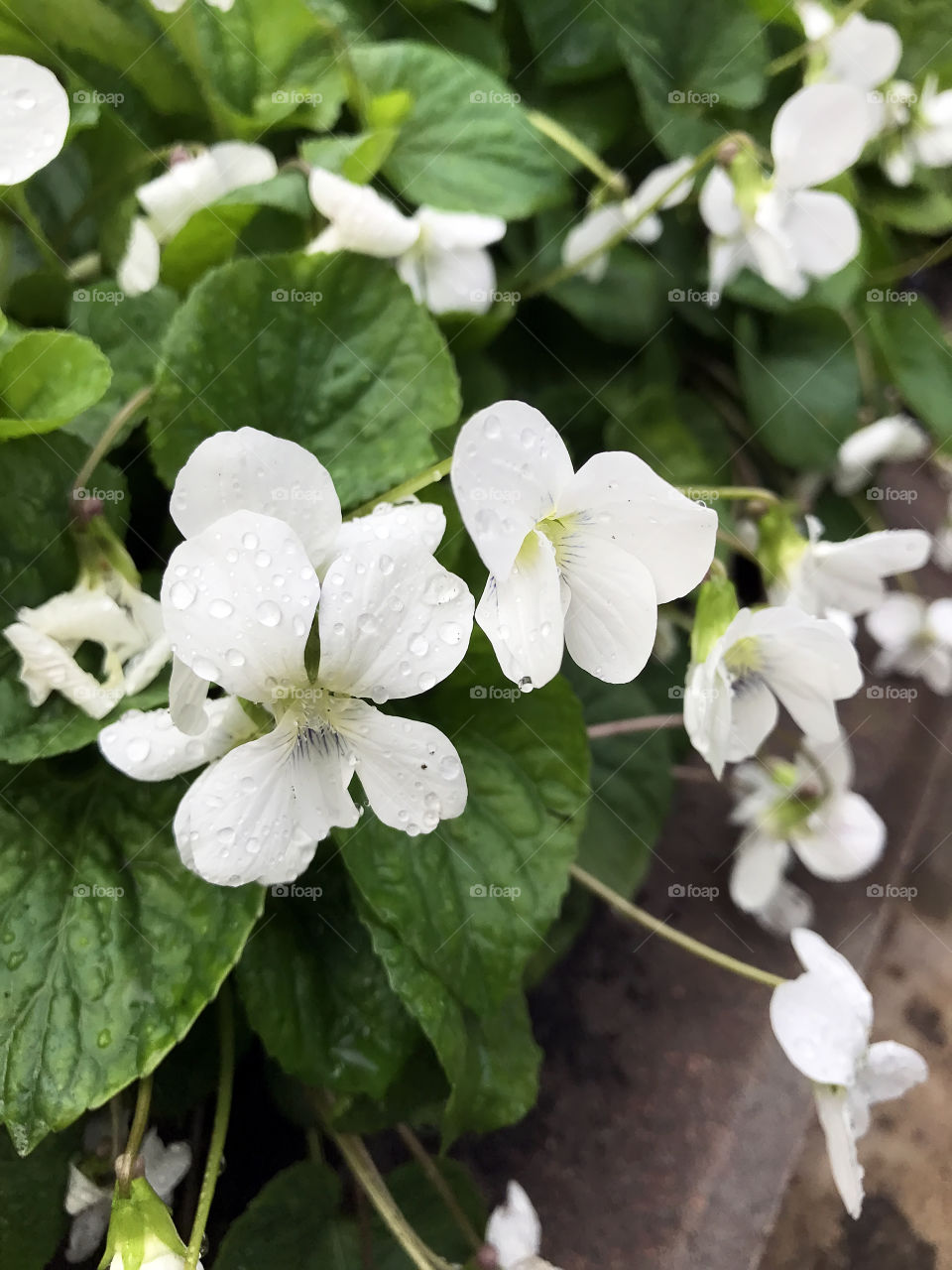 White flowers in the garden