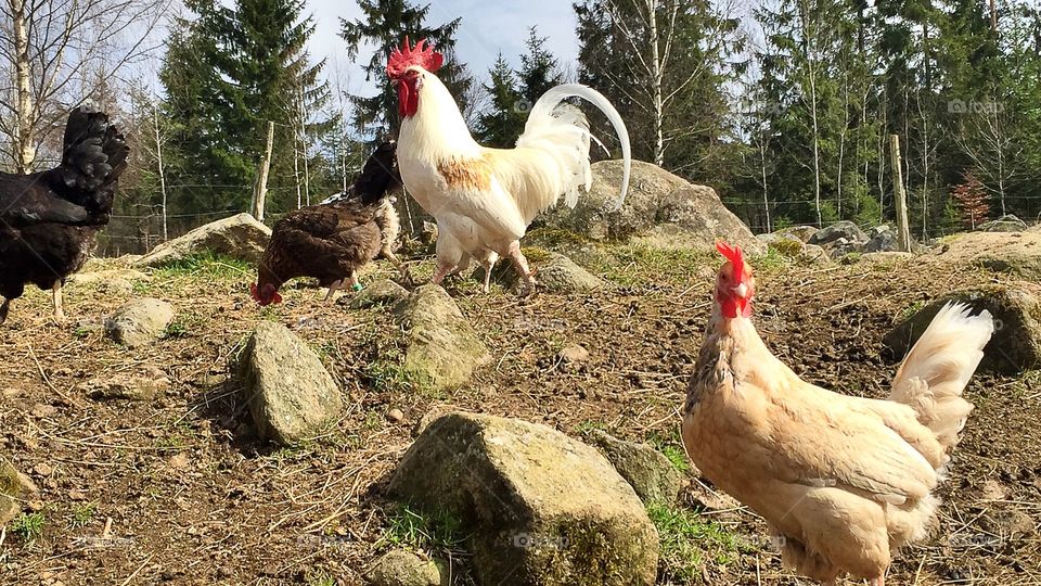 Hens and a rooster