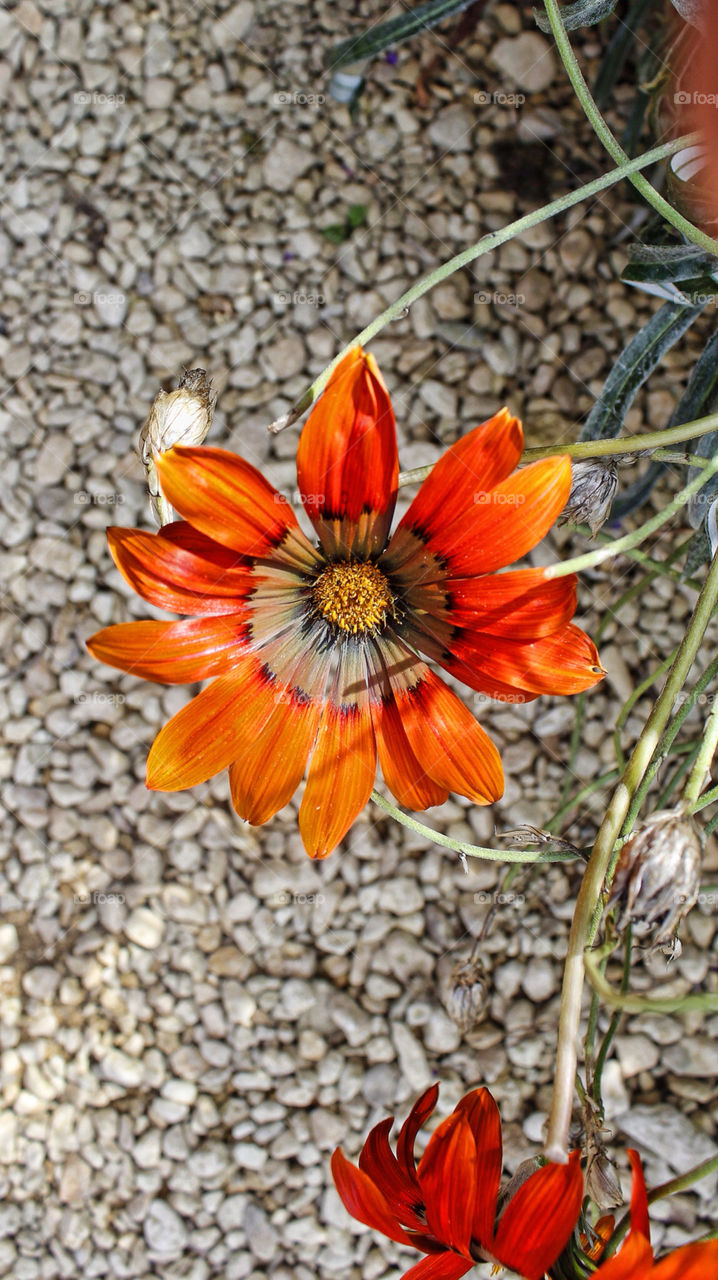 flower macro summer uk by chris7ben