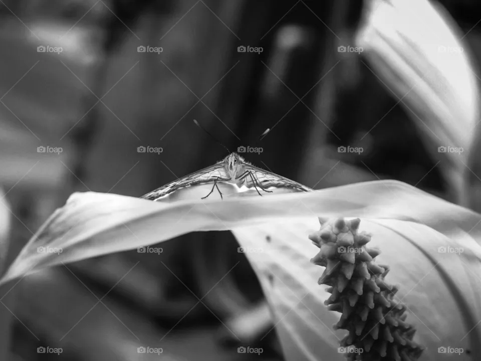 Delicate