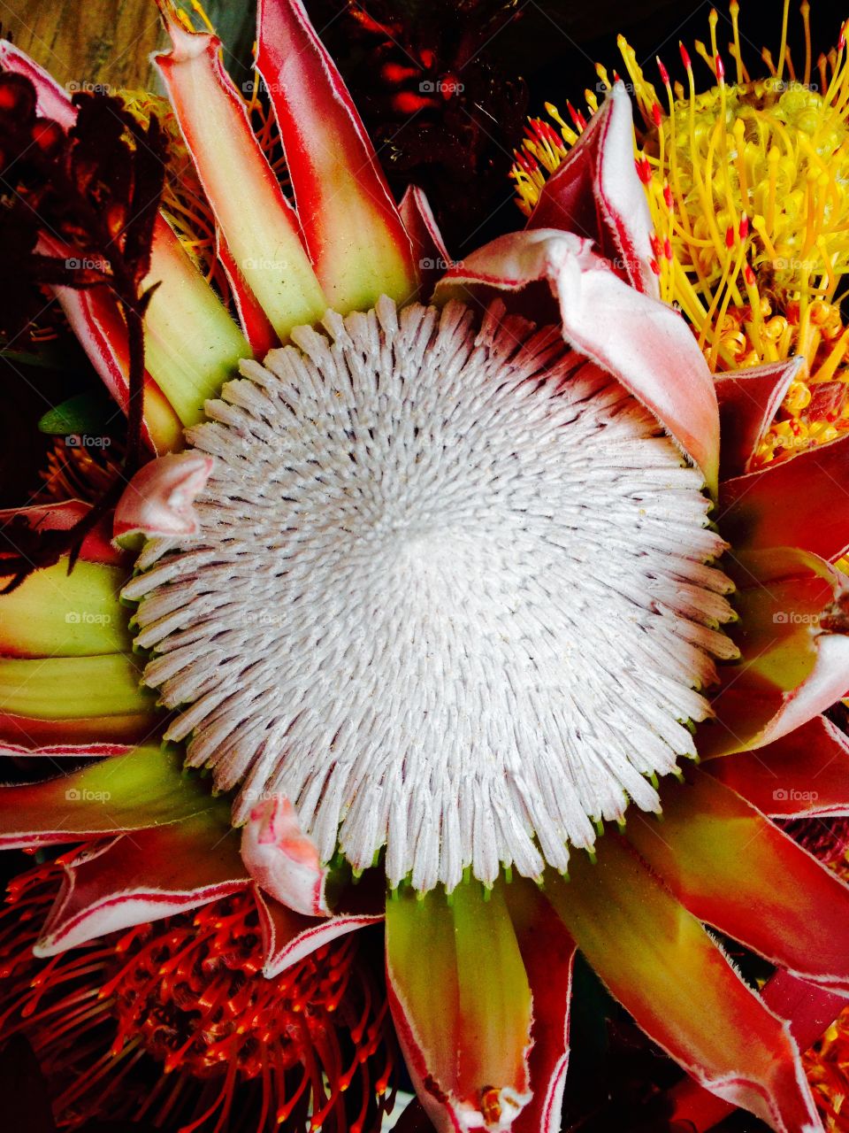 Protea