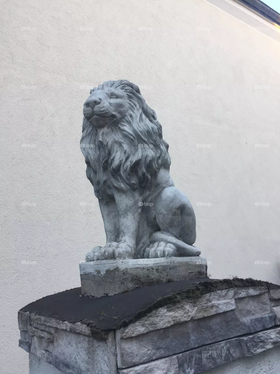 Stolz Löwe 