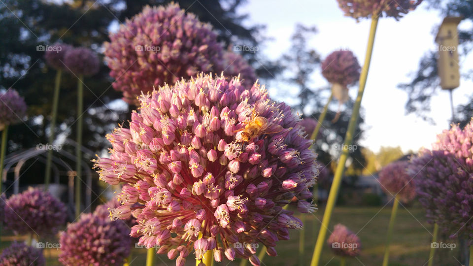 Garlic Flower up close