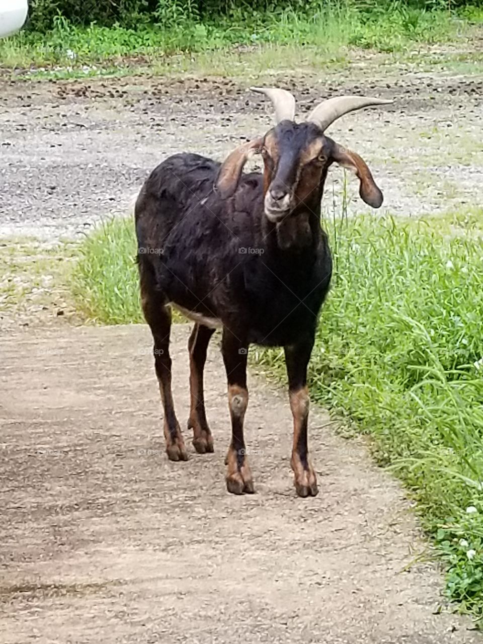 Ornery old goat