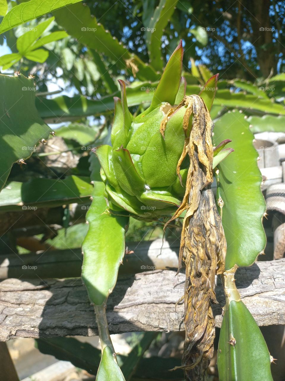 Dragon fruit plants are the fruit of several types of cactus from the genera Hylocereus and Selenicereus.