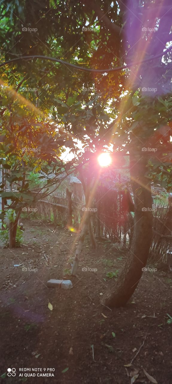 The sunlight is looking very beautiful