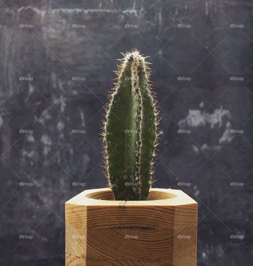 kaktus