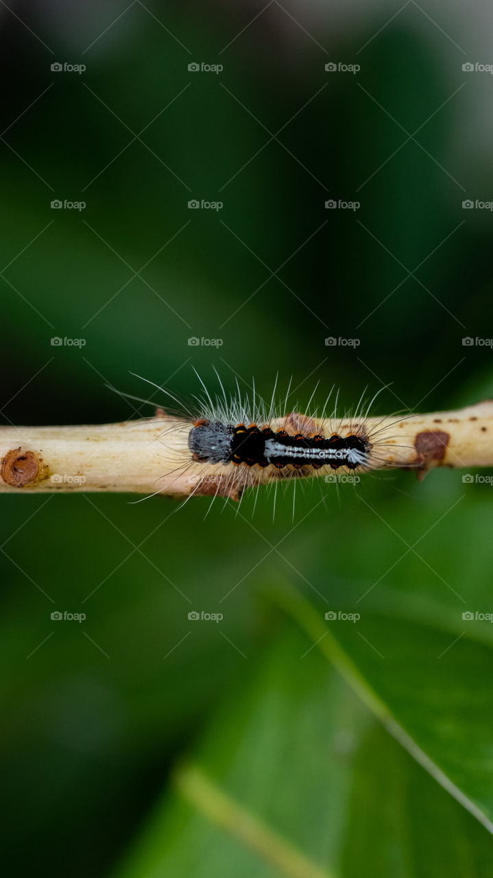 Malacosoma americanum
Eastern tent carterpillar
✓full screen view is recommended