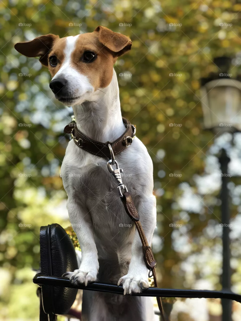 Dog 
