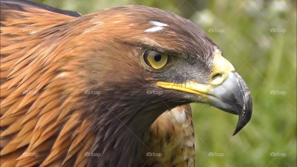 Egle eyes can no be beaten 😀