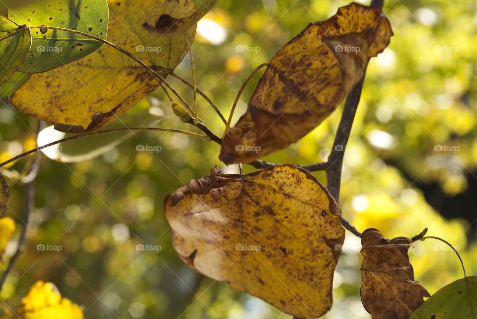 As the fall unfolds these leaves on a tree show the signs of the season of fall foliage.