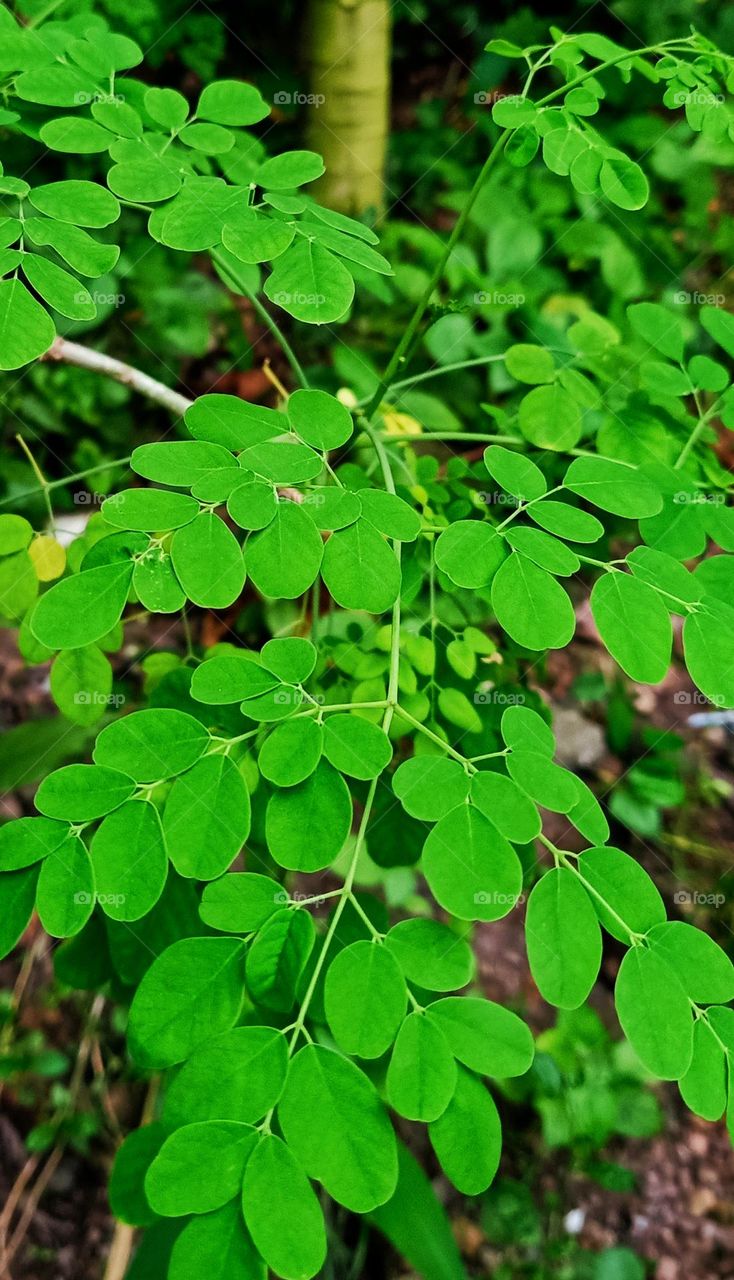 Green murunga leaves