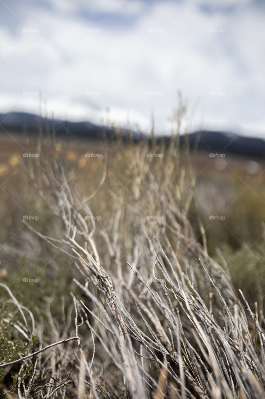 Wild brush in the Colorado mountains.