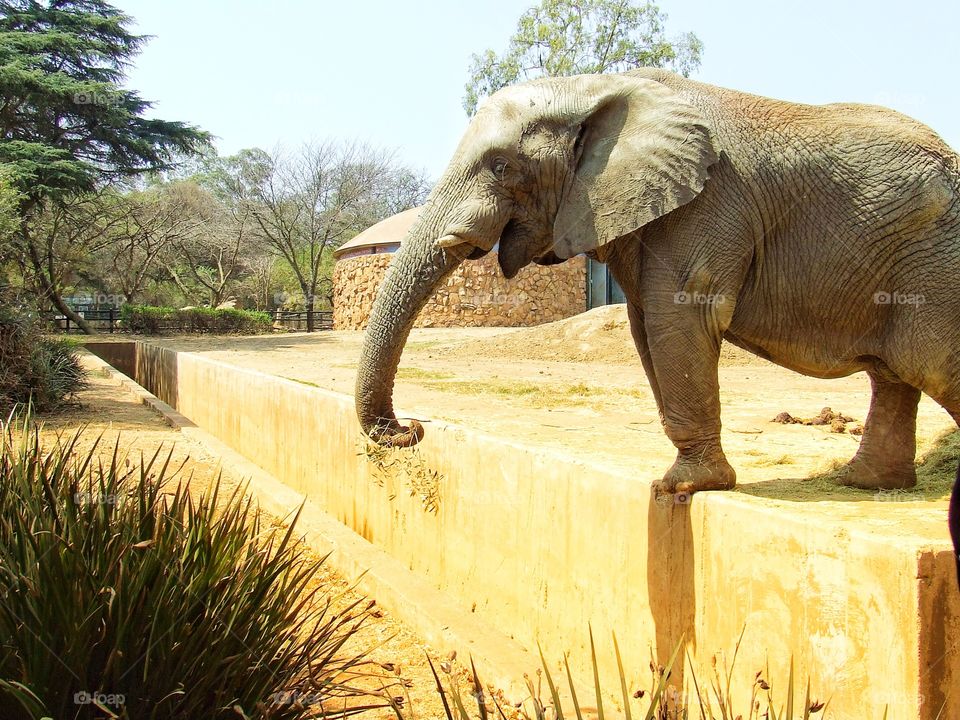 Ng on to grass with its trunk