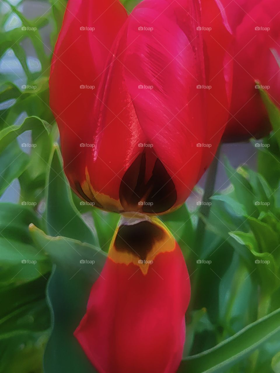 red tulip losing its petals