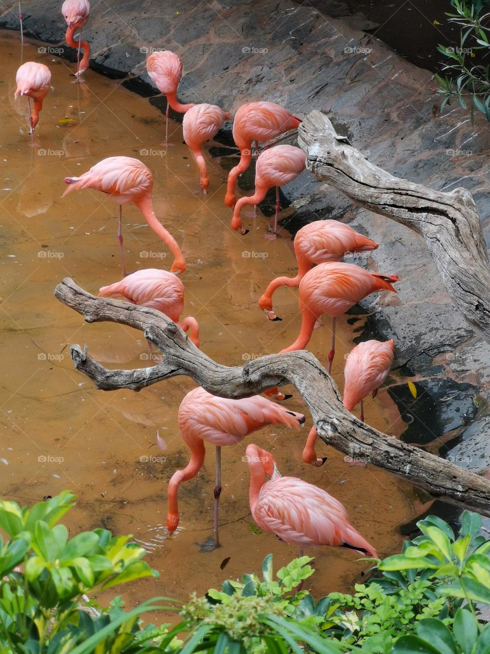 Beautiful birds- pink flamingos.