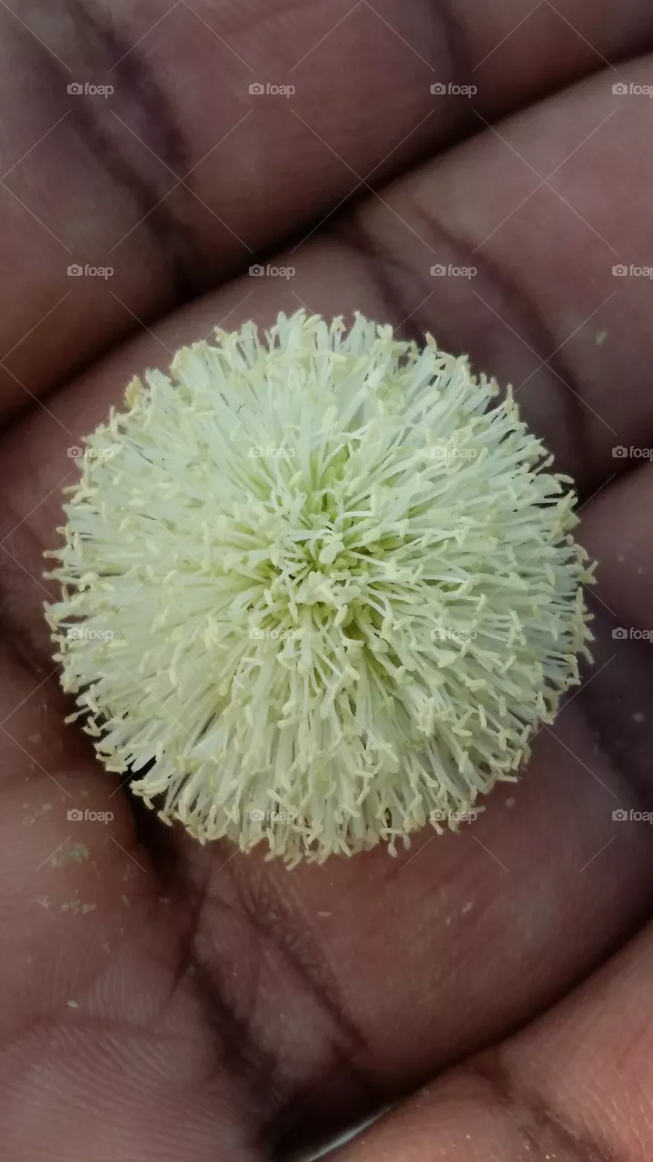 Amazing Flowers