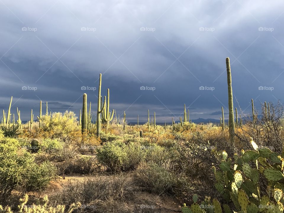 Desert Landscape - The Sonoran Desert