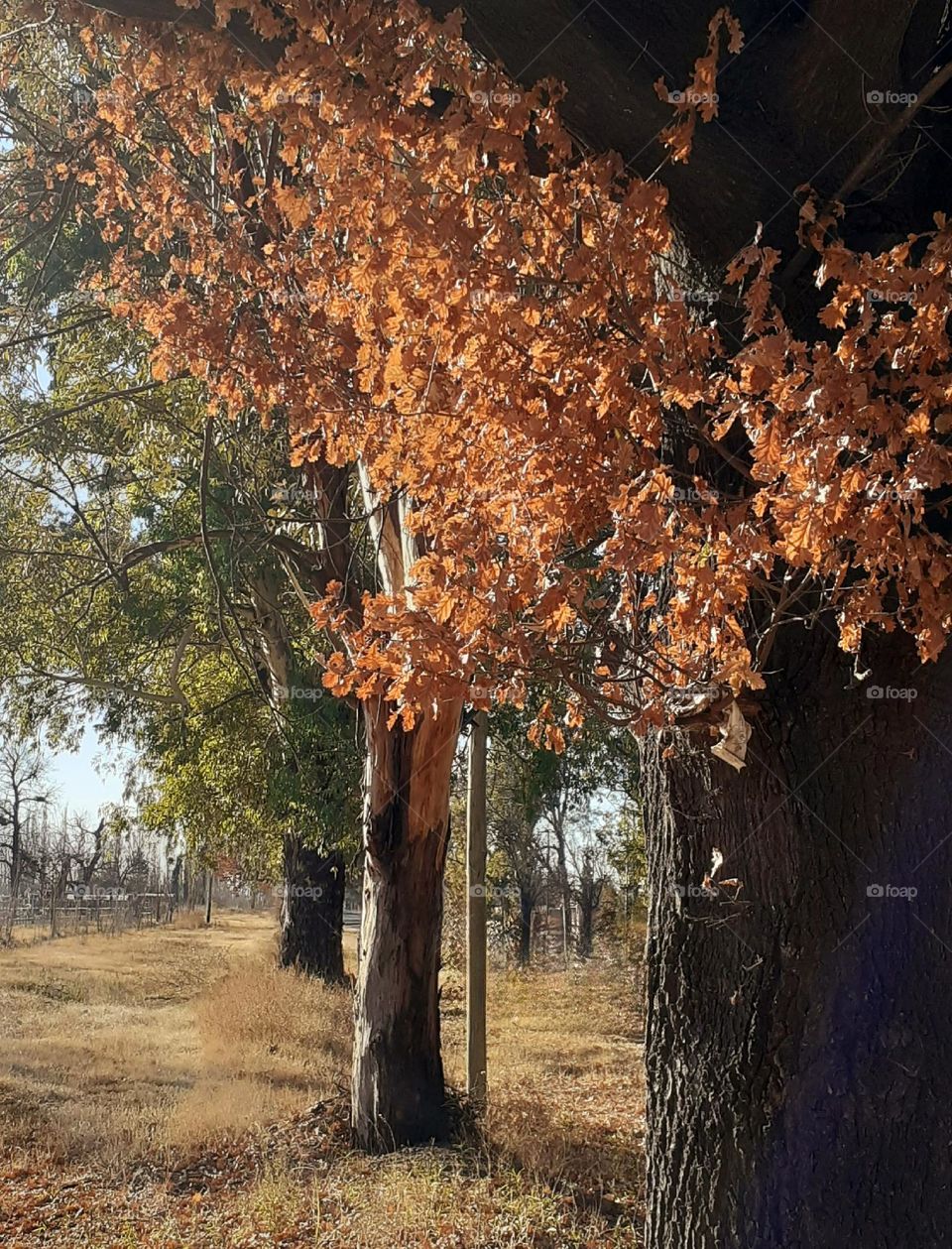 hermoso otoño