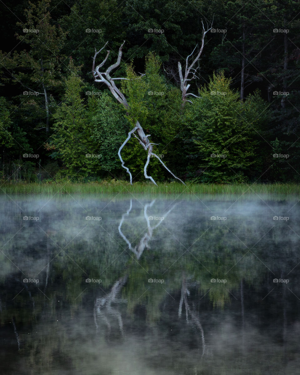 White tree branches reflecting on a calm lake, with steam fog rolling across the water