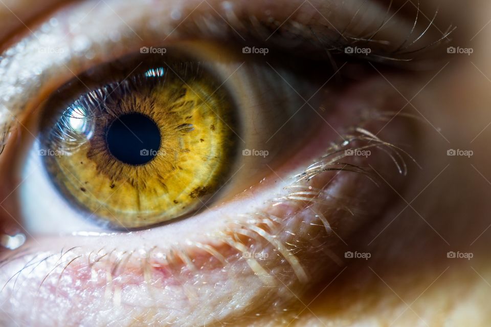 Macro shot of human eye