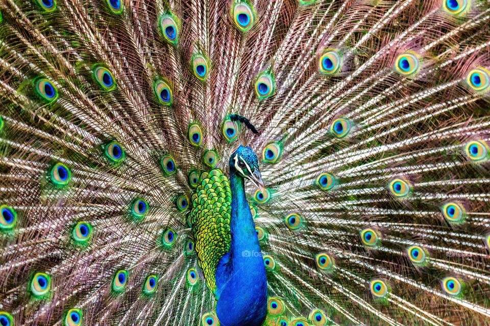 Peacock Doing its Thing