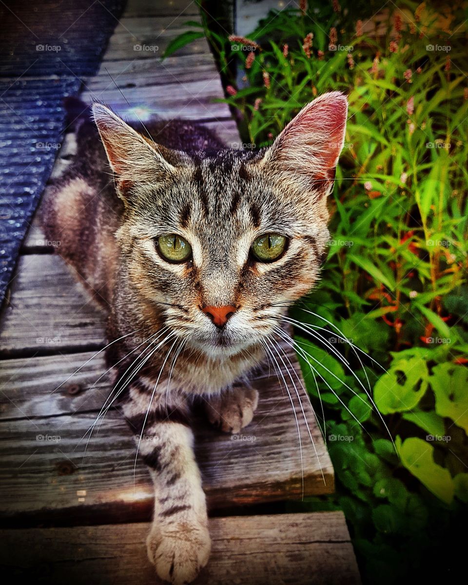 Country cat outside