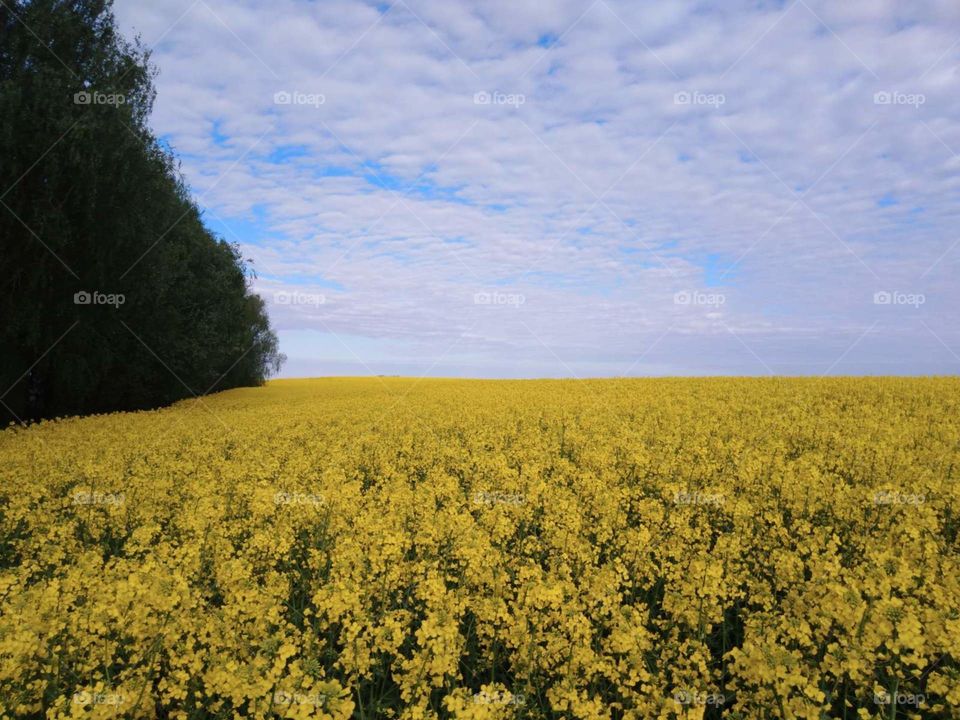 Mustard field