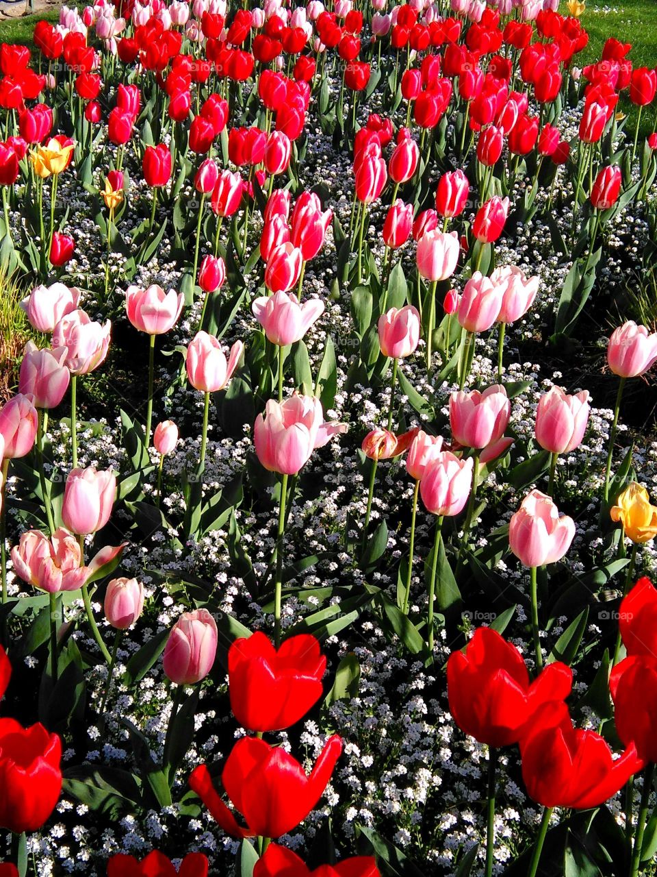 Tulip, Flower, Nature, Garden, Flora