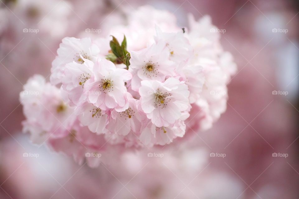  Cherry blossom in the spring with light pink blooms.