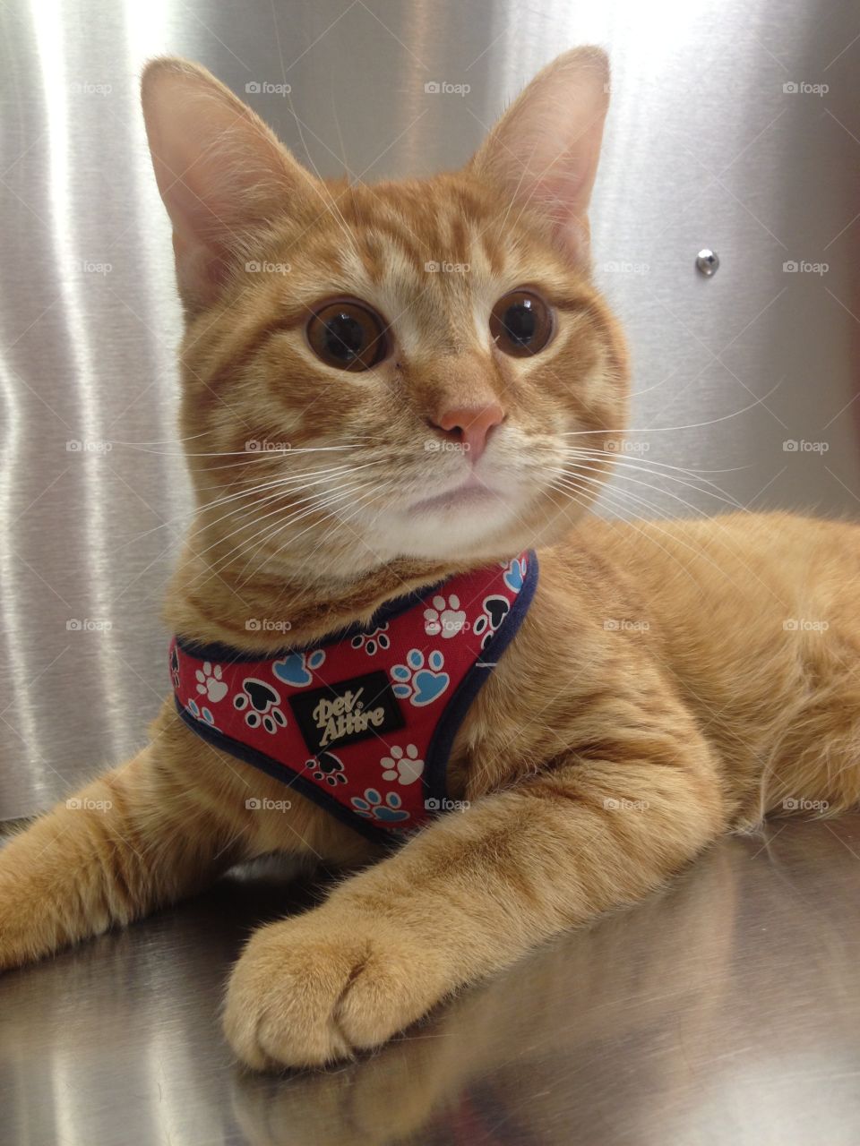 Orange Cat At Veterinary Office. Recently adopted orange shelter cat at veterinary office during yearly check up exam.
