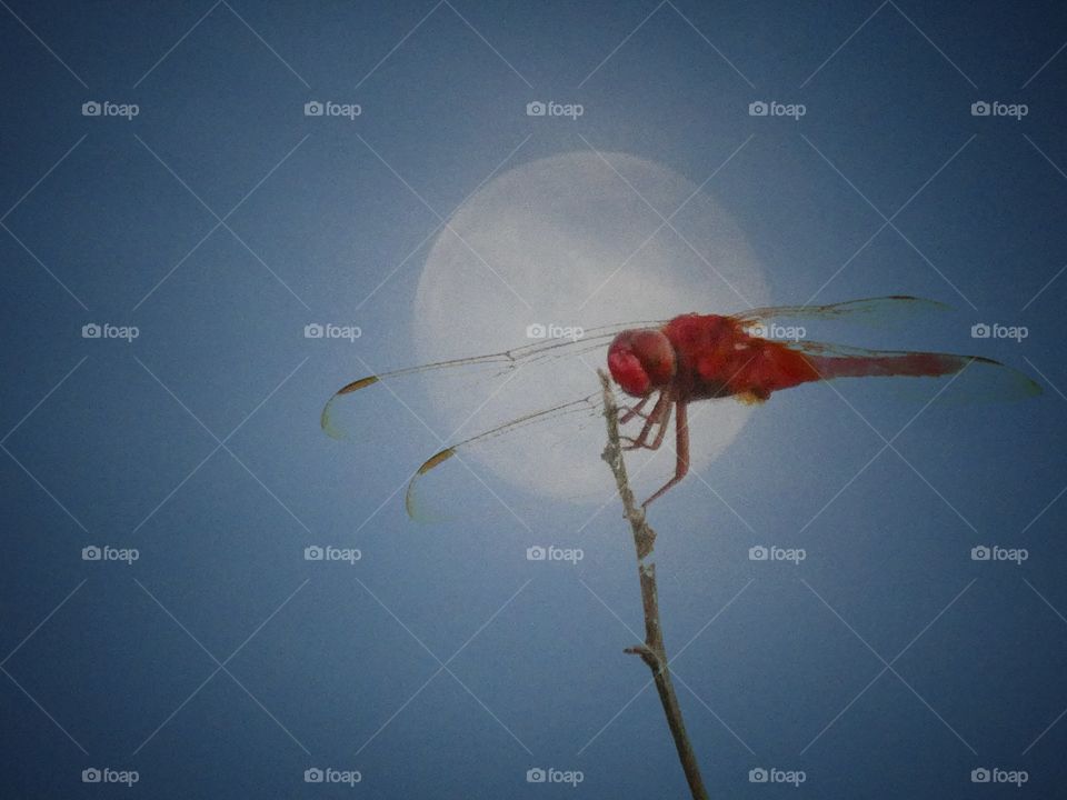 Dragonfly moon