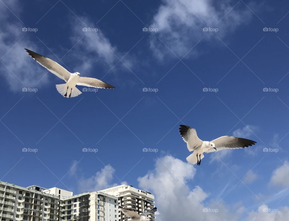 Seabirds in air at the beach.