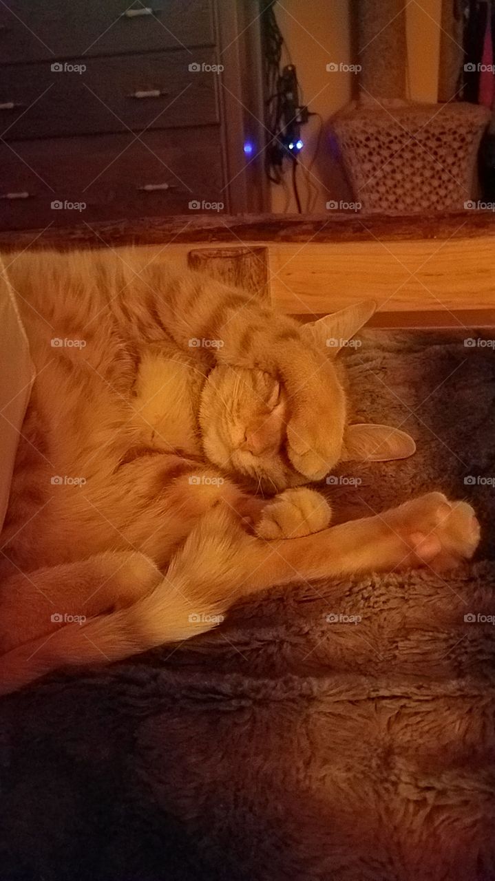 Sleeping Maximus