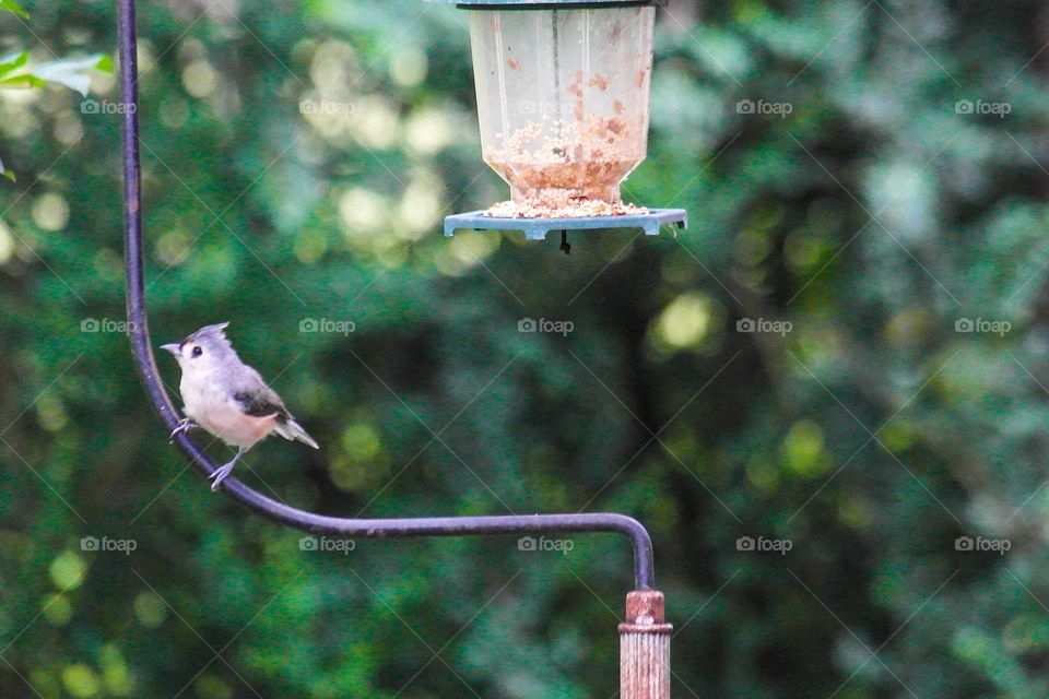 Tufted titmouse