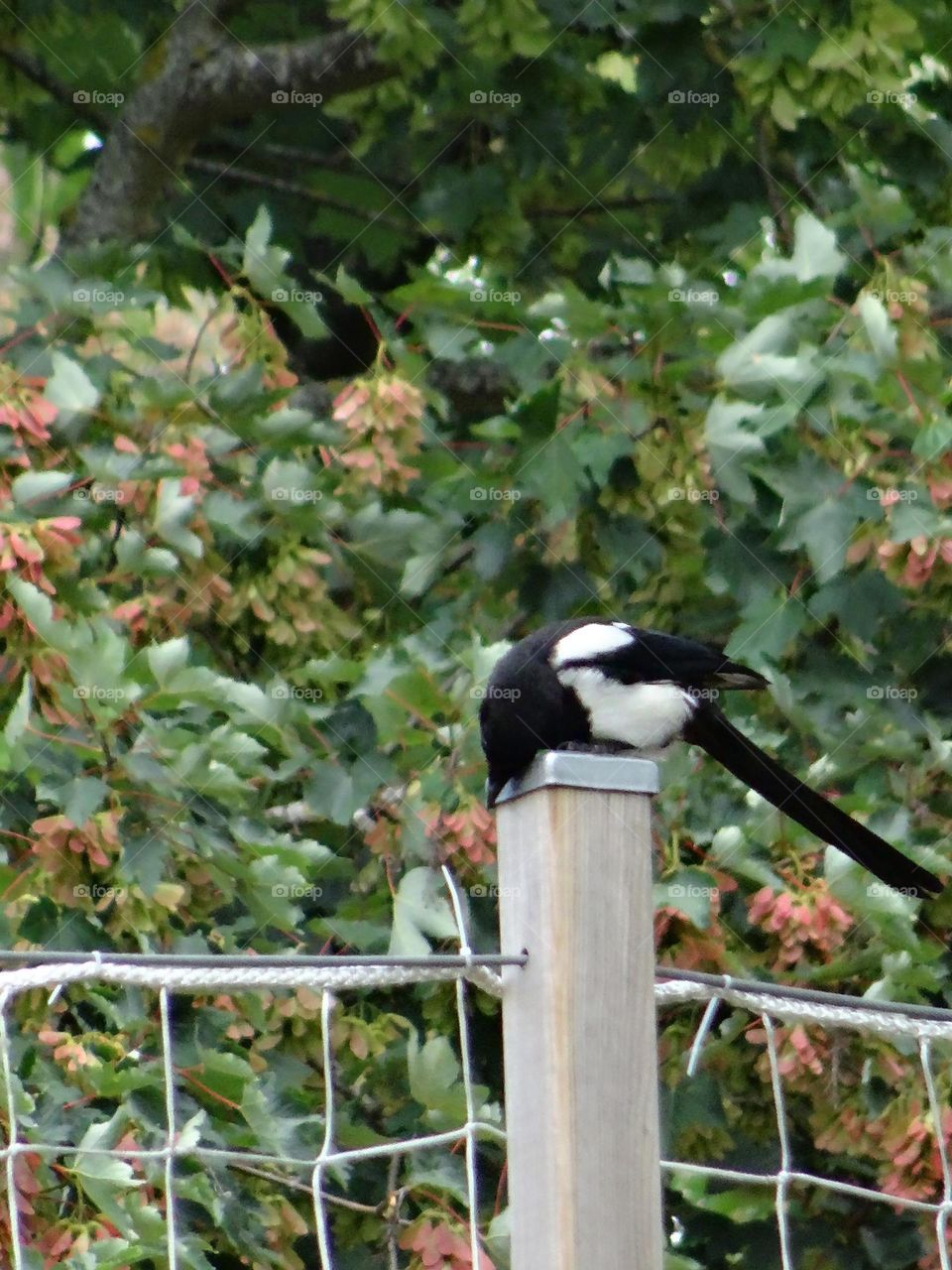 Scenic perched magpie who is looking down
