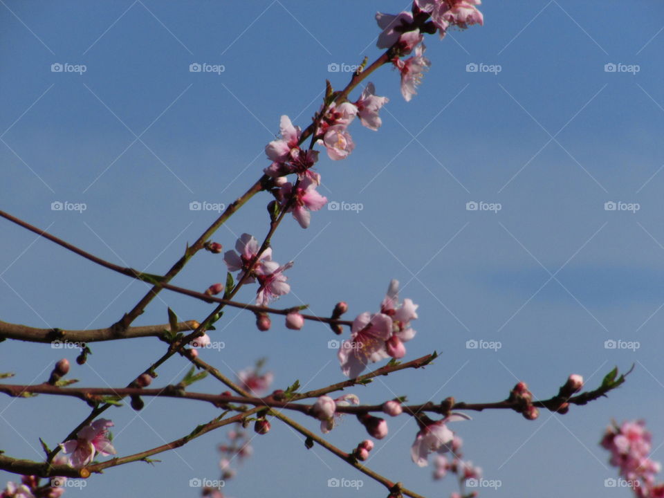 pink flower blossoms, against a blue sky canvas by marksarden