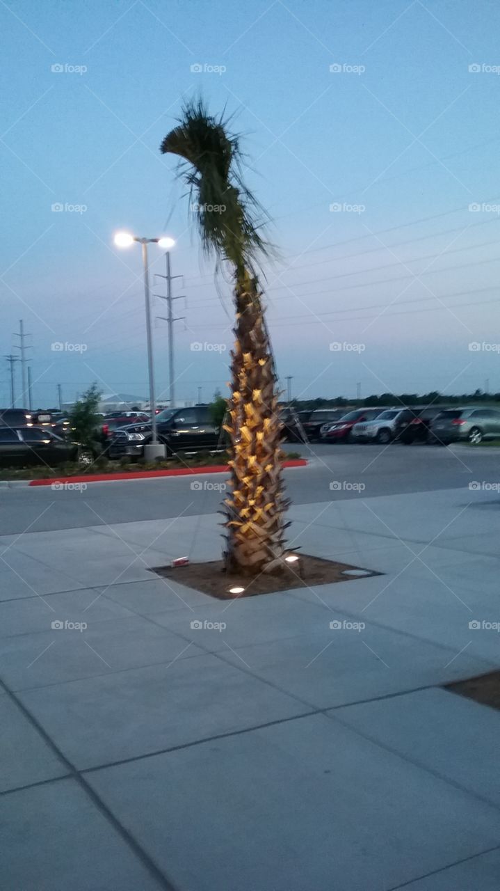 lighted palm tree