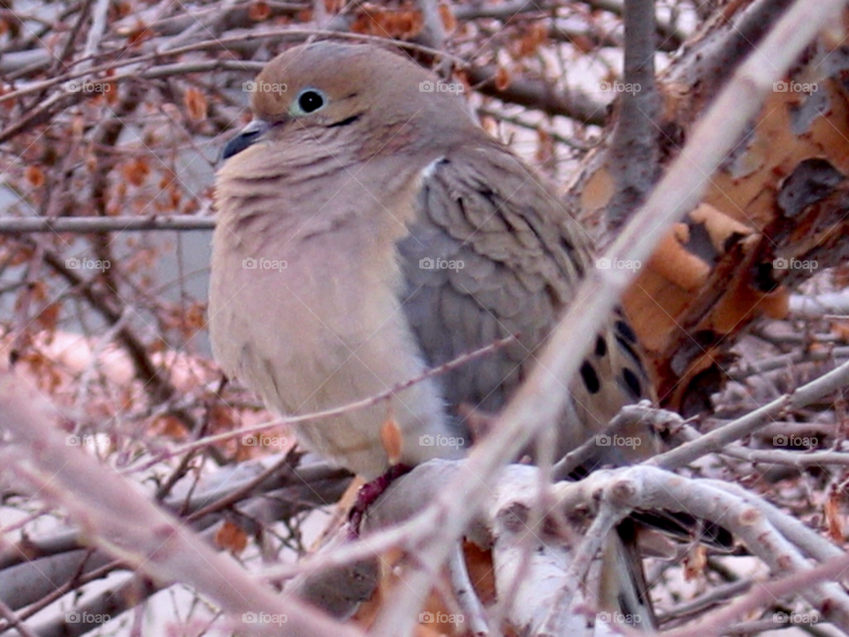 nature outdoors tree leaves by stevehardley7