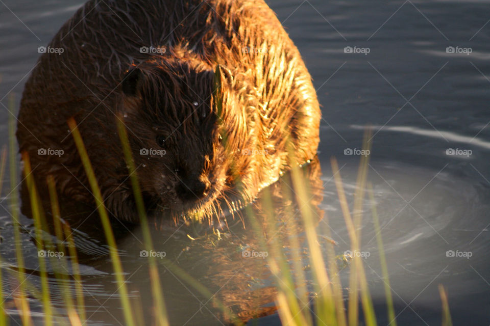 summer water reeds river by mmcook